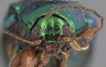 Media type: image; Entomology 17327   Aspect: head frontal view